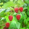 Raspberry 'Malling Promise' -Garden Supplies Sales 2024 pl2000040489