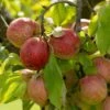 Apple 'Red Falstaff' (PBR) 2 Apple 'Red Falstaff' (PBR) -Garden Supplies Sales 2024 pl2000040495