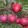 Apple Tickled Pink ('Baya Marisa') -Garden Supplies Sales 2024 pl2000040498