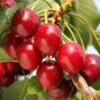 Cherry 'Summer Sun' 2 Cherry 'Summer Sun' -Garden Supplies Sales 2024 pl2000040501