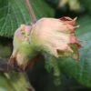 Cobnut 'Webb's Prize Cob' -Garden Supplies Sales 2024 pl2000040502