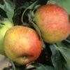 Apple 'James Grieve' -Garden Supplies Sales 2024 pl2000040516