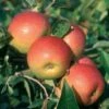 Apple 'Laxton's Superb' -Garden Supplies Sales 2024 pl2000040753