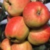 Apple 'Winter Gem' 1 Apple 'Winter Gem' -Garden Supplies Sales 2024 pl2000040762