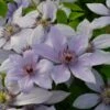 Clematis Bernadine ('Evipo 061') (PBR) (Boulevard Series) -Garden Supplies Sales 2024 pl2000041156