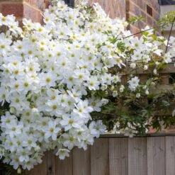Clematis × Cartmanii 'Avalanche' (PBR) -Garden Supplies Sales 2024 pl2000041160 card3 lg