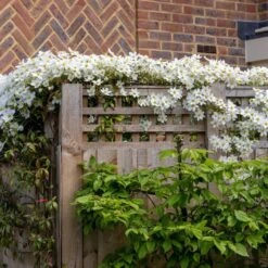 Clematis × Cartmanii 'Avalanche' (PBR) -Garden Supplies Sales 2024 pl2000041160 card4 lg