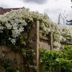 Clematis × Cartmanii 'Avalanche' (PBR) -Garden Supplies Sales 2024 pl2000041160 card5 lg