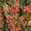 Cotoneaster × Suecicus 'Coral Beauty' -Garden Supplies Sales 2024 pl2000041209