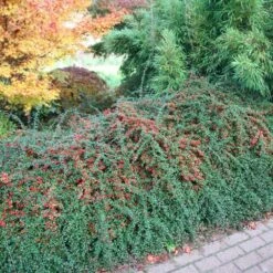 Cotoneaster × Suecicus 'Coral Beauty' 5 Cotoneaster × Suecicus 'Coral Beauty' -Garden Supplies Sales 2024 pl2000041209 card2 lg