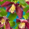 Clematis Cirrhosa Var. Purpurascens 'Lansdowne Gem' -Garden Supplies Sales 2024 pl2000041221