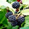 Blackberry 'Merton Thornless' 1 Blackberry 'Merton Thornless' -Garden Supplies Sales 2024 pl2000041317