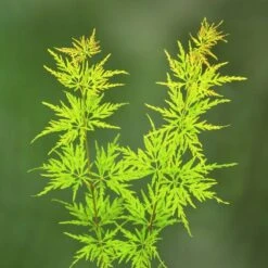 Gazebo Parts Direct Sales Store -Garden Supplies Sales 2024 pl2000041390 card2 lg