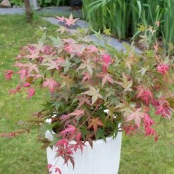Acer Palmatum 'Beni-maiko' -Garden Supplies Sales 2024 pl2000041404 card3 lg