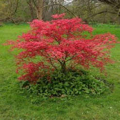 Acer Palmatum 'Beni-maiko' -Garden Supplies Sales 2024 pl2000041404 card4 lg