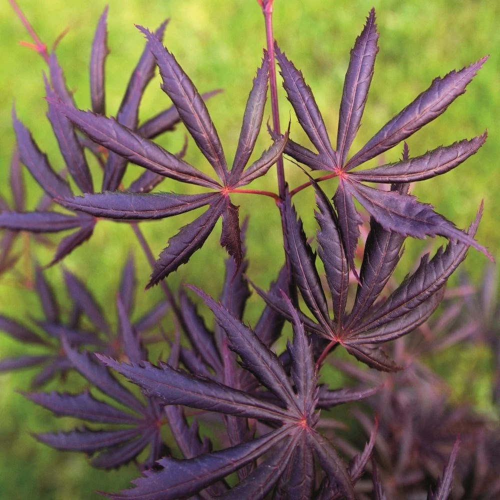 Acer Palmatum 'Trompenburg' 5 Acer Palmatum 'Trompenburg' - Image 3