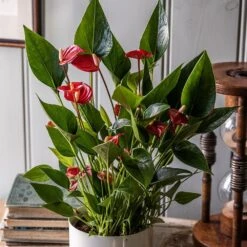 Anthurium 'Million Flowers' -Garden Supplies Sales 2024 pl2000041447 card3 lg