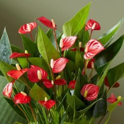 Anthurium 'Million Flowers' -Garden Supplies Sales 2024 pl2000041447 card4 lg