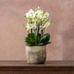 Phalaenopsis 'Bellissimo Bella' -Garden Supplies Sales 2024 pl2000041450 card3 lg