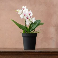 Phalaenopsis 'Boquetto Passione' -Garden Supplies Sales 2024 pl2000041452 card3 lg