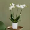 Phalaenopsis Theatro With Pot Cover -Garden Supplies Sales 2024 pl2000041453