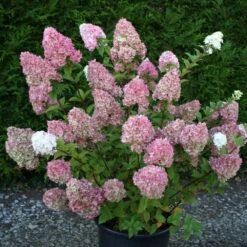 Hydrangea Paniculata Sundae Fraise ('Rensun') (PBR) -Garden Supplies Sales 2024 pl2000041481 card3 lg