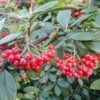 Cotoneaster Franchetii -Garden Supplies Sales 2024 pl2000042491