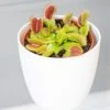 Venus Fly TrapDionaea Muscipula & Pot Cover -Garden Supplies Sales 2024 pl2000042521