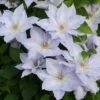 Clematis Tranquilité ('Evipo111') (PBR) (Boulevard Series) 1 Clematis Tranquilité ('Evipo111') (PBR) (Boulevard Series) -Garden Supplies Sales 2024 pl2000042532