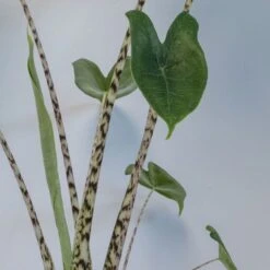 Alocasia Zebrina -Garden Supplies Sales 2024 pl2000042556 card4 lg