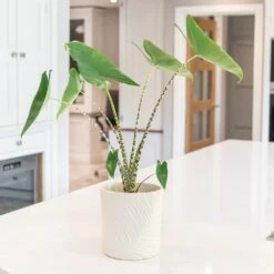 Alocasia Zebrina -Garden Supplies Sales 2024 pl2000042556 card5 lg