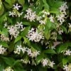 Trachelospermum Jasminoides -Garden Supplies Sales 2024 pl2000042580