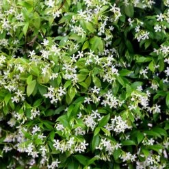 Trachelospermum Jasminoides -Garden Supplies Sales 2024 pl2000042580 card3 lg