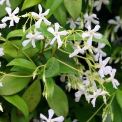 Trachelospermum Jasminoides -Garden Supplies Sales 2024 pl2000042580 card4 lg