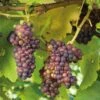 Grape 'Crimson Seedless' 1 Grape 'Crimson Seedless' -Garden Supplies Sales 2024 pl2000042594