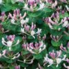 Lonicera Caprifolium -Garden Supplies Sales 2024 pl2000042595