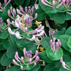 Lonicera Caprifolium -Garden Supplies Sales 2024 pl2000042595 card2 lg
