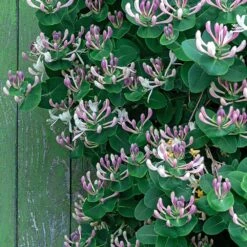 Lonicera Caprifolium -Garden Supplies Sales 2024 pl2000042595 card3 lg