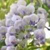 Wisteria × Valderi 'Lavender Lace' -Garden Supplies Sales 2024 pl2000042607