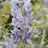 Wisteria Floribunda 'Lawrence' 1 Wisteria Floribunda 'Lawrence' -Garden Supplies Sales 2024 pl2000042608