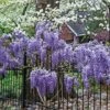 Wisteria Frutescens Subsp. Macrostachya 'Blue Moon' -Garden Supplies Sales 2024 pl2000042609