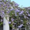 Wisteria Frutescens