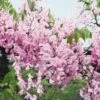 Wisteria Brachybotrys 'Showa-beni' -Garden Supplies Sales 2024 pl2000042630