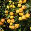 Malus 'Butterball' -Garden Supplies Sales 2024 pl2000042633