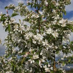 Malus 'Comtesse De Paris' -Garden Supplies Sales 2024 pl2000042637 card2 lg