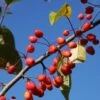 Malus 'Indian Magic' -Garden Supplies Sales 2024 pl2000042640