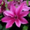 Clematis Darcy ('Evipo106') (PBR) (Tudor Patio Series) -Garden Supplies Sales 2024 pl2000042727