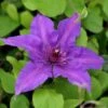 Clematis Edda ('Evipo074') (PBR) (Boulevard Series) -Garden Supplies Sales 2024 pl2000042728