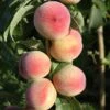Peach 'Peregrine' -Garden Supplies Sales 2024 pl2000042756