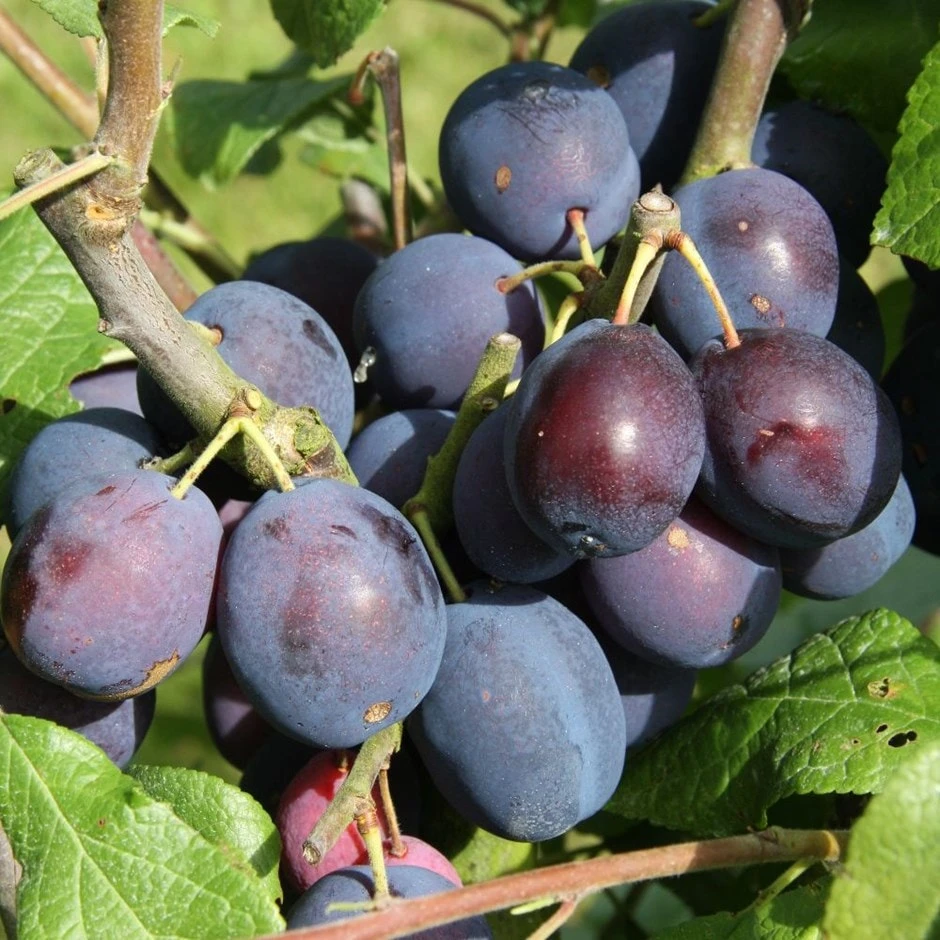 Damson 'Merryweather Damson' 3 Damson 'Merryweather Damson'